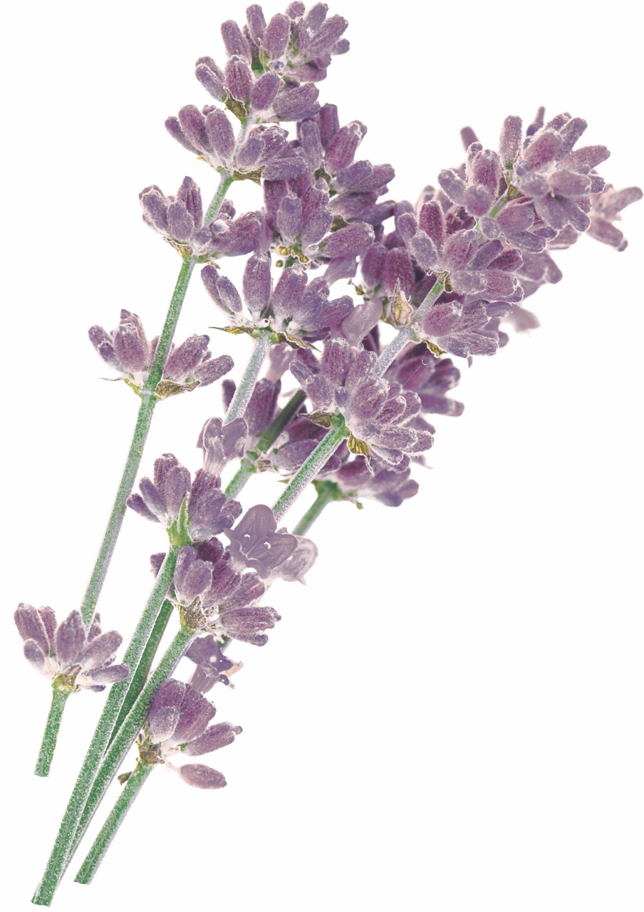 profesionalni-prirodni-organicka-bio-kosmetika-blissoma-pro-vas-salon