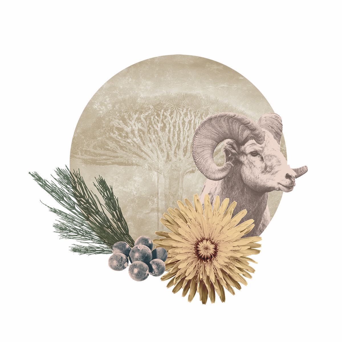 SOOTHE_Collage_flower1 ONLY_flat ve velké velikosti